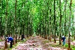 Những mặt hàng cao su và sản phẩm từ cao su chính của Việt Nam xuất khẩu sang Ấn Độ 5 tháng đầu năm 2015